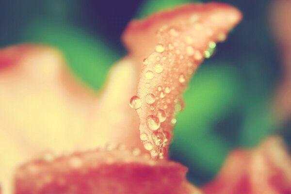 Macro scatto di una goccia di rugiada su un fiore