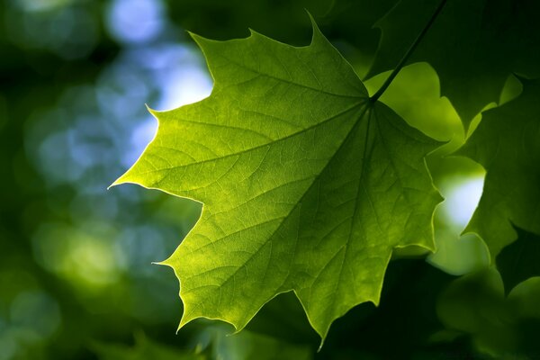 Acero verde acero intagliato