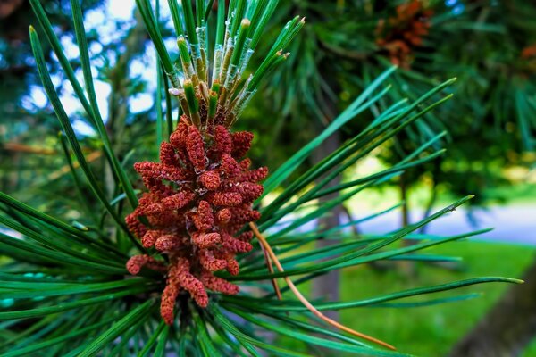 İğne yapraklı ağaç - çam, makro fotoğrafçılığı