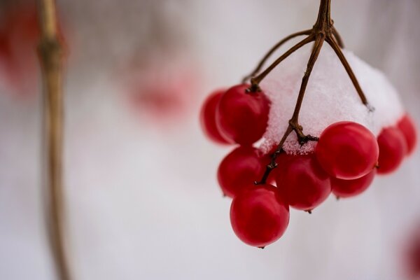 Red viburnum on a branch in the snow