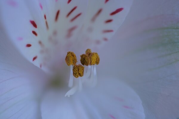 Flores brancas com estames amarelos