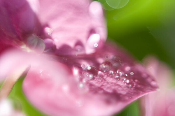 Hydrangea Wassertropfen Makro