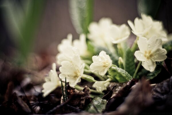 Flowers in the focus of the camera up close