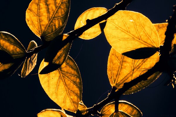 Fotografia Macro de folhas amarelas sobre um fundo escuro