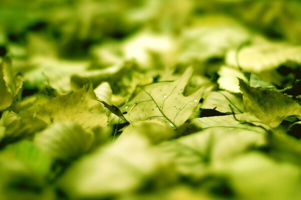 Fallen autumn leaves in macro photography