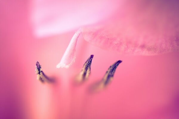 Zartes Bild in rosa Farbtönen mit einer Biene