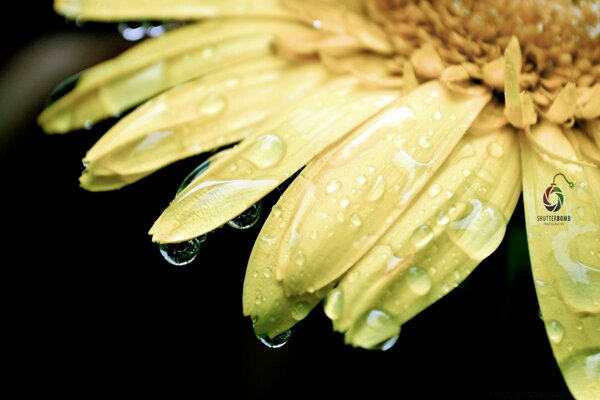 Hermosa imagen de una flor después de la lluvia