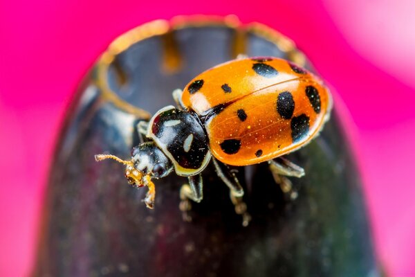 Salvapantallas de Escritorio Insecto