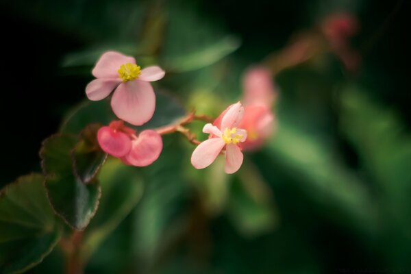 Delicadas flores Rosadas de cerca