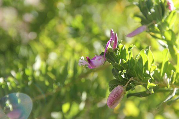 Eine nicht geöffnete rosa Knospe auf einem Zweig