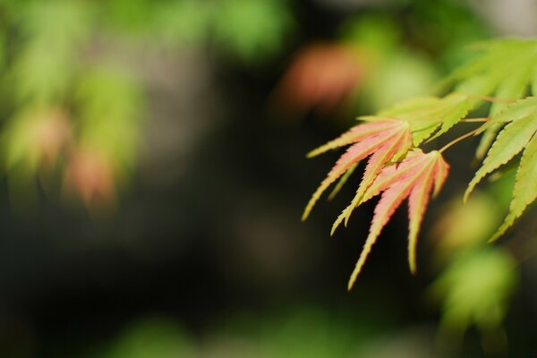 Beautiful photos of autumn leaves