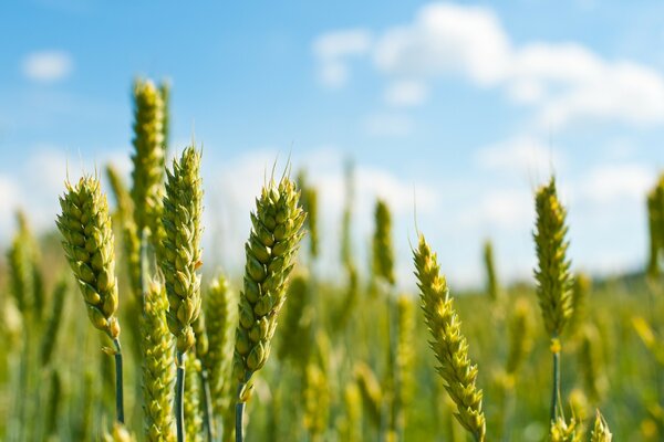 Macro photography of unripe wheat ears