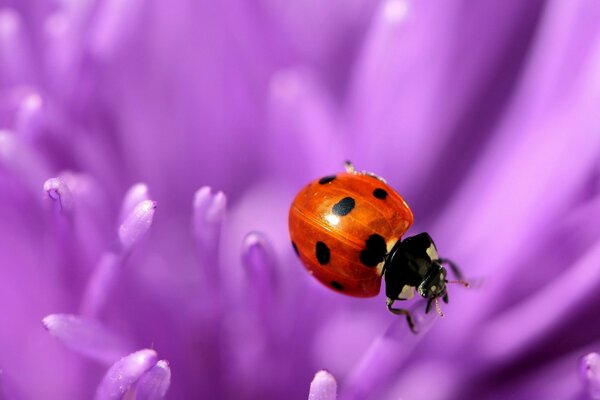 Coccinelle sur pétales violets