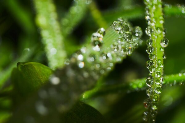 Incredible beauty of dew close-up