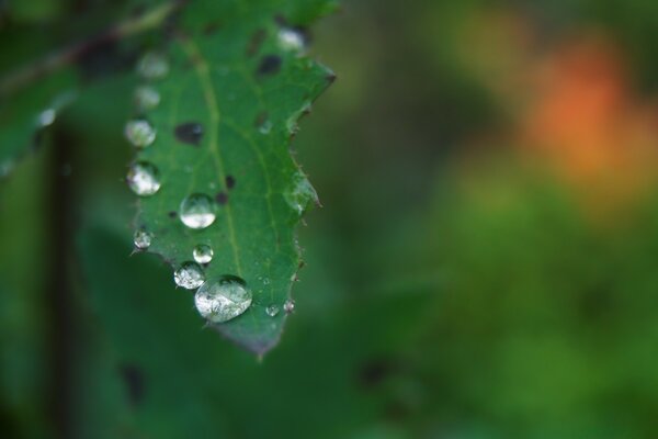 Yeşil bir yaprağın üzerine bir yağmur damlasının makro fotoğrafçılığı
