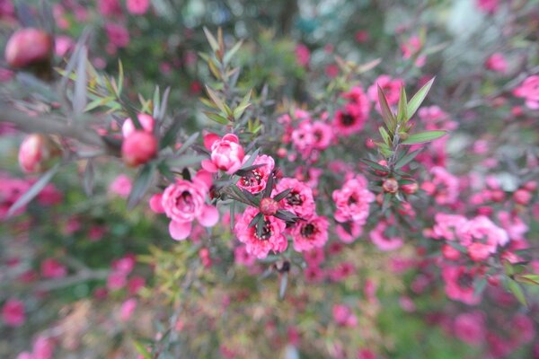 Fiore rosa sul cespuglio a fuoco