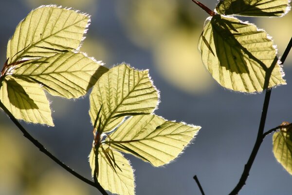 Hojas macro al aire libre