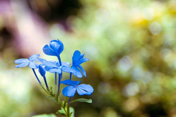 Gros plan de fleur bleue