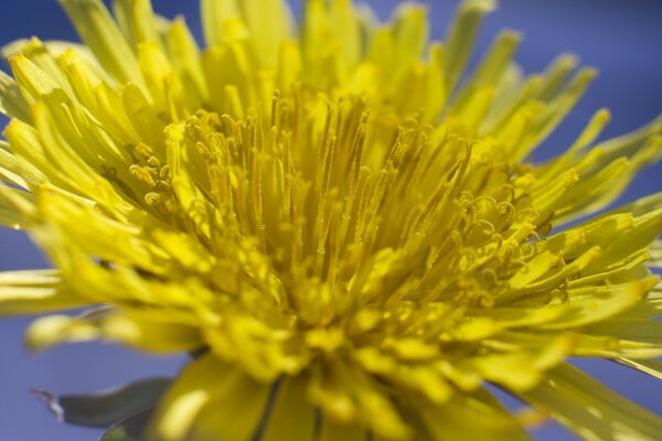 El rico mundo de la flora embellece nuestras vidas