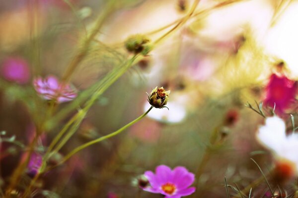 Fotografía macro de una flor en un Jardín de verano