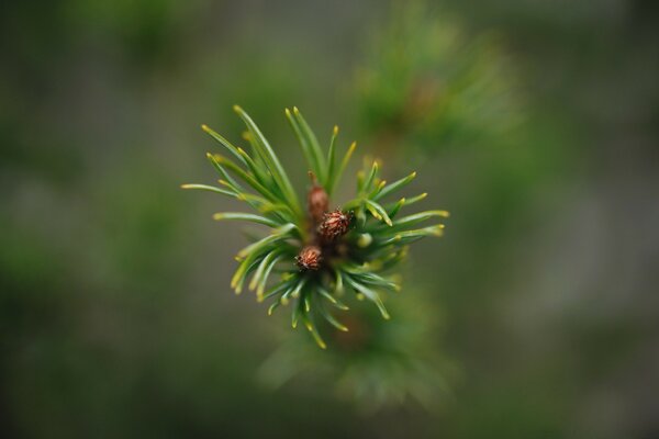 Spruce in macro photography. Nature of the country