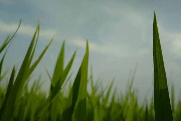 Makroaufnahme von grünem Gras im Feld