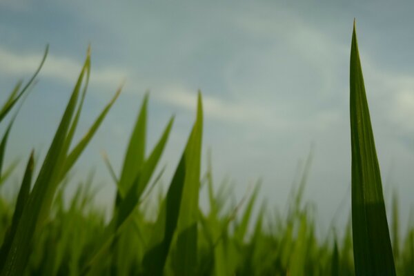Macro photography of green grass in the field