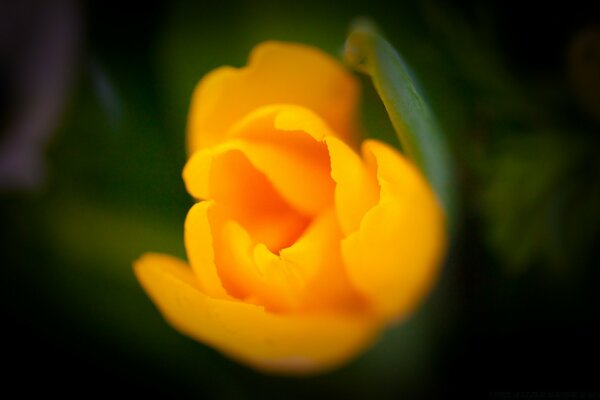 Borrosidad de una flor amarilla sobre un fondo verde