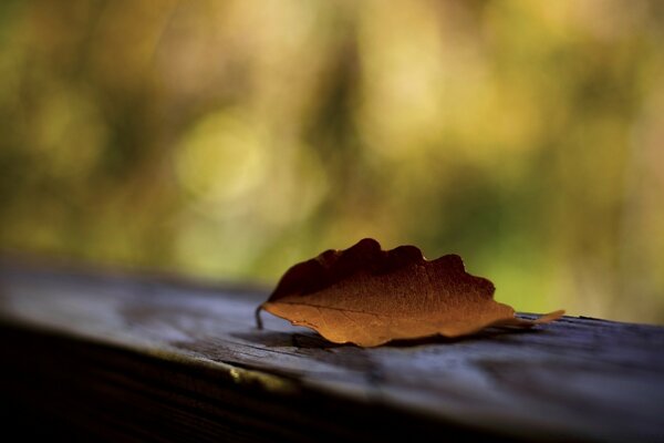 Still life the last autumn leaf on wood