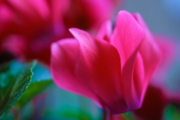 Bright edge with a flower close-up