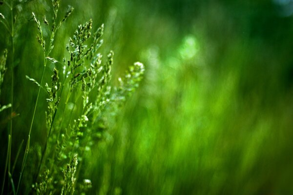 La beauté incroyable de la nature et des herbes