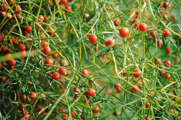 La nature plaît dans le jardin avec des baies et des fruits