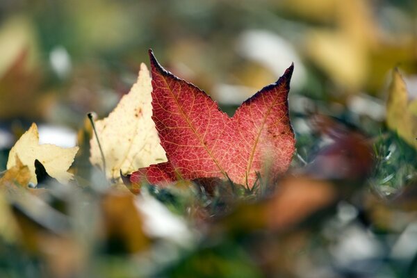 Feuille d automne, micro-image de la nature