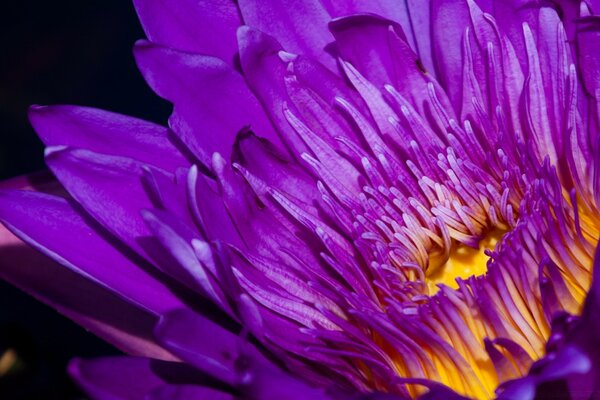 Fotografia macro di un fiore con petali viola