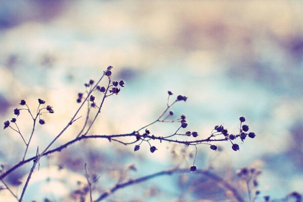 A tree against the background of blurred nature