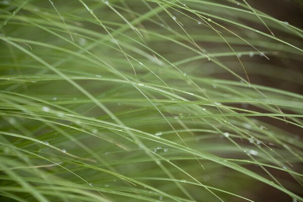 Rosée du matin sur l herbe