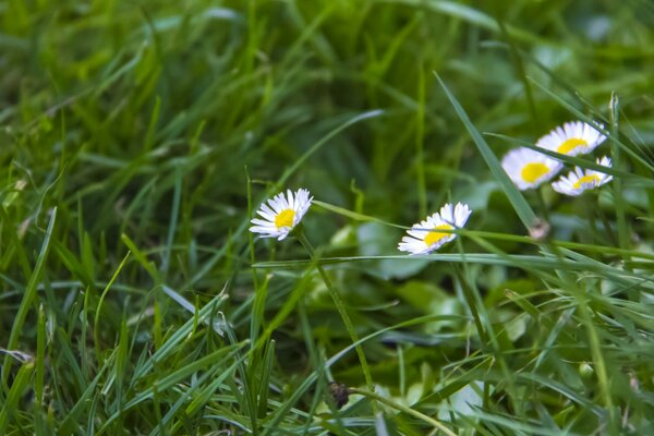 Fiori di camomilla in modalità macro