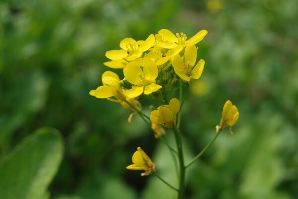 Imagens macro de flores amarelas na natureza