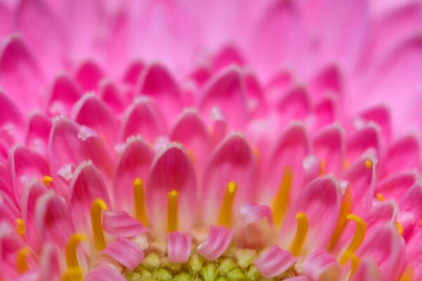 The middle of the flower is a beautiful macro