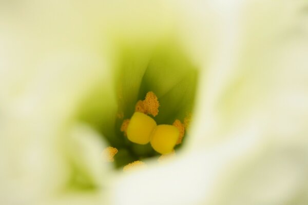 Blurred flowers in macro wallpaper