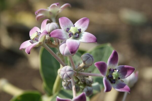 Fiore con cinque petali viola