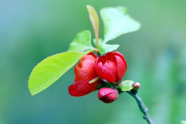 Macro d un bourgeon de fleur sur fond vert