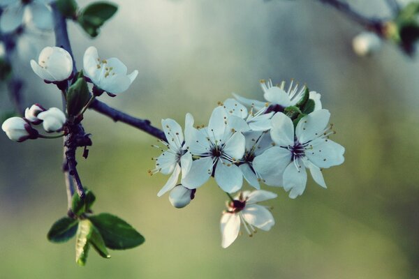 La natura ci piace con la fioritura primaverile