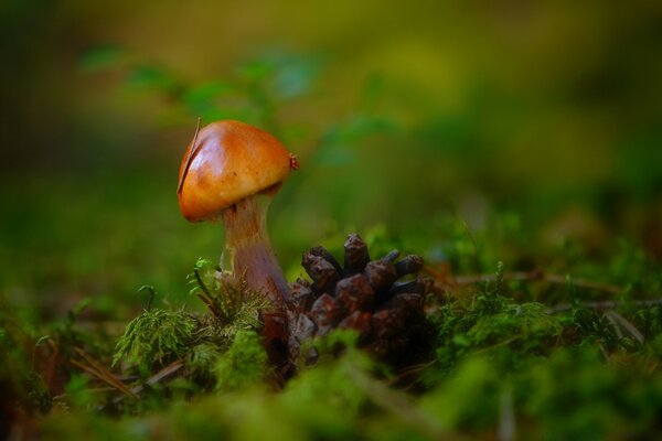 Fotografía macro de otoño de un pequeño hongo borovik