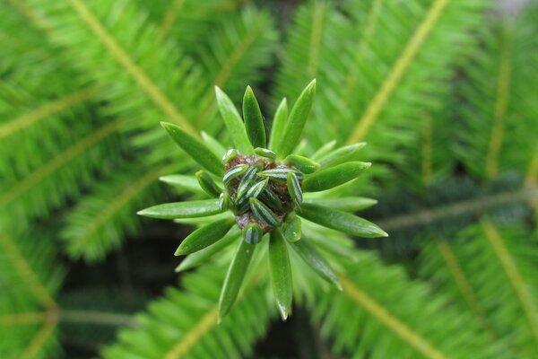 La natura è la principale fonte di bellezza