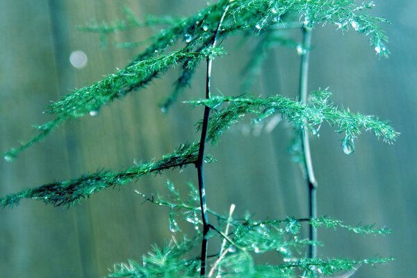 Rain leaving Drops on a tree