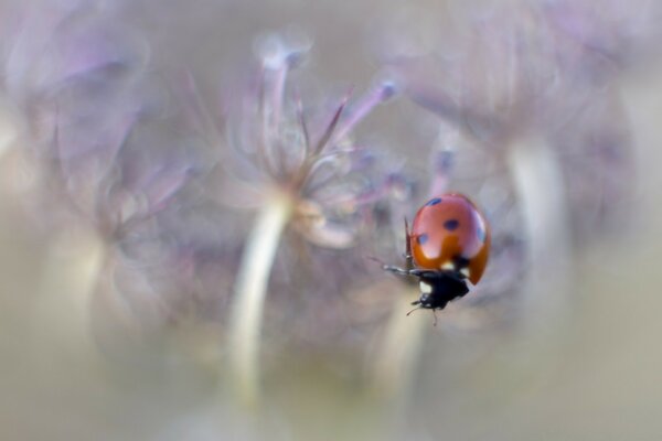 Coccinelle sur fond de fleur floue