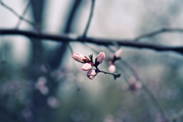 Botões de rosa de primavera em um galho de árvore