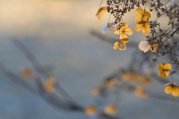 Golden flowers on a blurry background