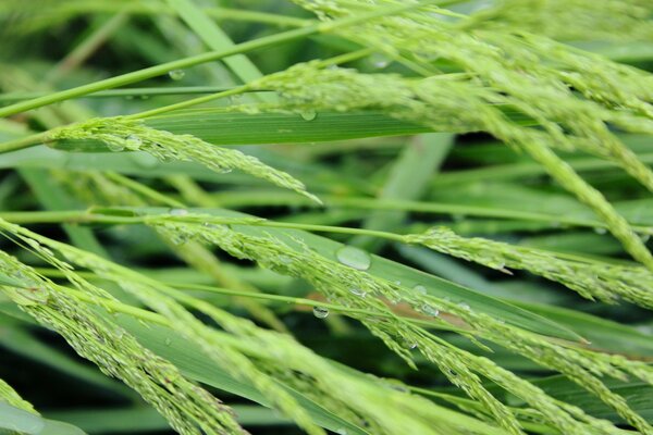 Spikelets in dew on a photo of sunlight